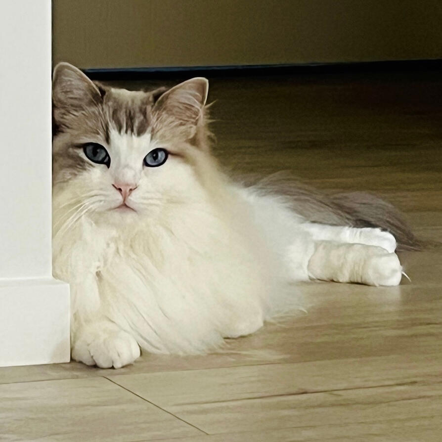 Pet Sitter in Silverdale, Auckland