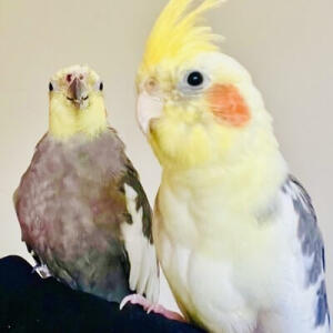 Pet Sitting Services in Orewa, Hibiscus Coast, Auckland