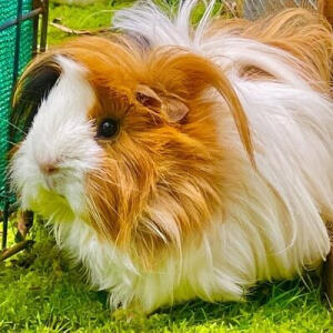 Image of a guinea pig Pet Sitter Silverdale, Hibiscus Coast, Auckland