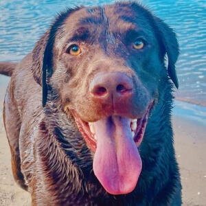 Dog Walking Services at Orewa Beach in Hibiscus Coast, Auckland