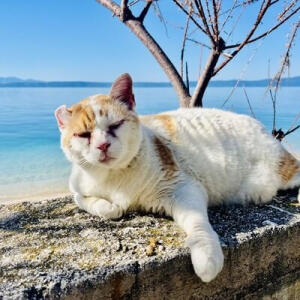 Cat Sitting Services in Silverdale, Hibiscus Coast, Auckland