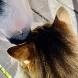 Image of a dog nuzzling a cat Pet care in Auckland