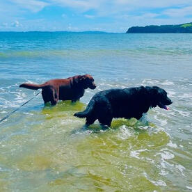 Pack walking services Auckland