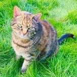 Image of a cat sitting on the grass Pet sitting services Auckland